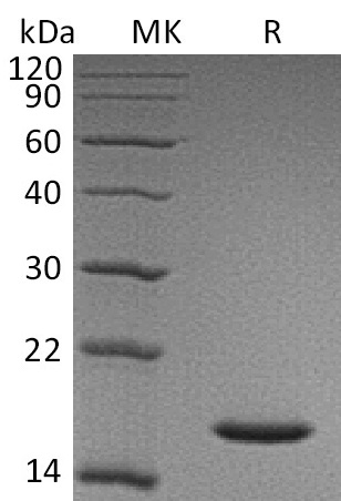 Human CST1 +SDS-PAGE.jpg